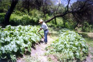 Terraces Cultivation