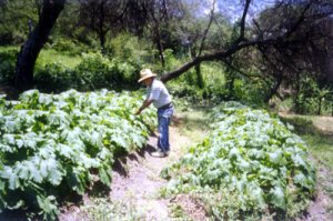 Terraces Cultivation