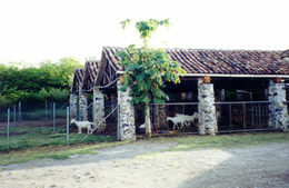 Goat Pens