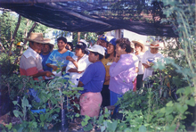 Medicinal Plants